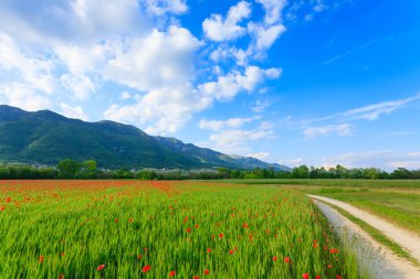 Toprak yol yalak İtalyan kırsal