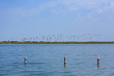 pembe flamingolar sürü