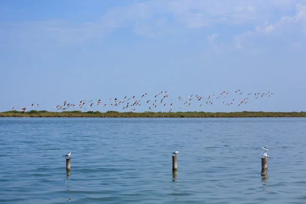 Herde rosa Flamingos — Stockfoto