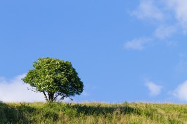 İzole ağaç üzerinde mavi gökyüzü. Yaz panorama