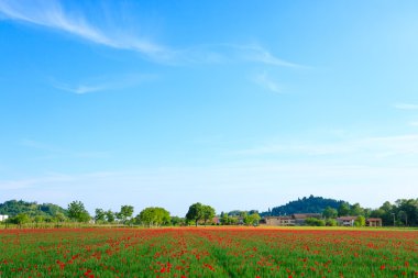 Arka plan dağlarda kırmızı haşhaş alanla