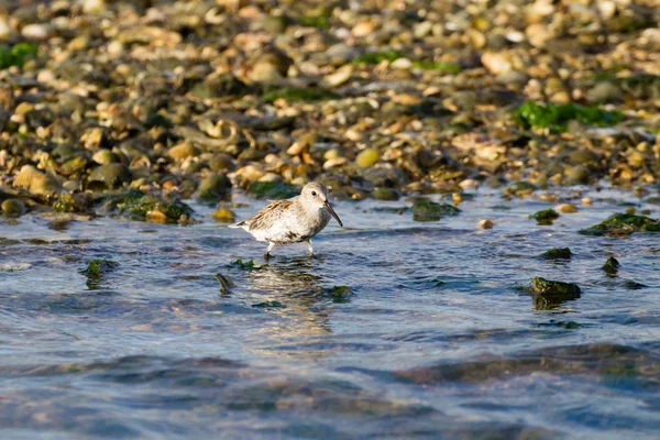 Sieweczka morska ptak — Zdjęcie stockowe