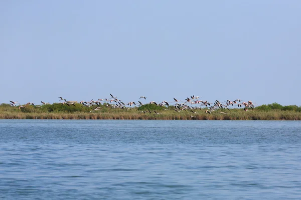 Herde rosa Flamingos — Stockfoto