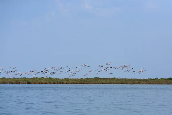 Herde rosa Flamingos — Stockfoto