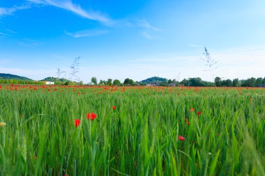 Arka plan dağlarda kırmızı haşhaş alanla
