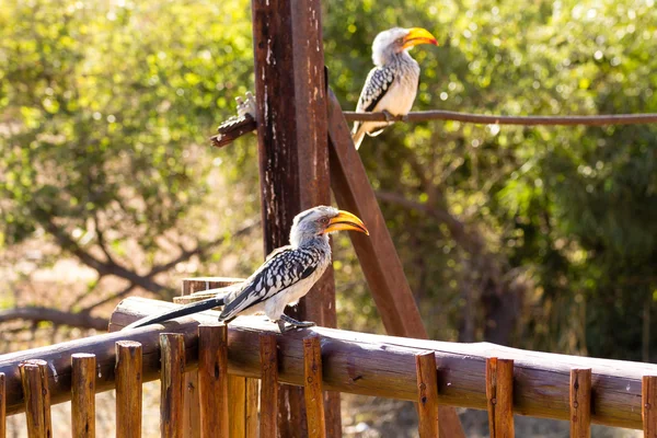 Tockus leucomelas Güney Afrika, Pilanesberg Ulusal Parkı — Stok fotoğraf