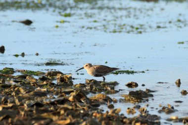 Akça cılıbıt kuş