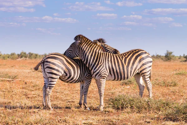 Casal de zebras do Parque Nacional Kruger, equus quagga — Fotografia de Stock