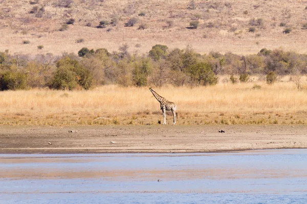 Jirafa de Sudáfrica, Parque Nacional Pilanesberg. África —  Fotos de Stock