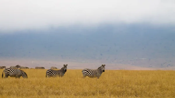 Zebra Rij Ngorongoro Conservation Area Krater Tanzania Afrikaanse Wilde Dieren — Stockfoto