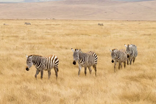 Зебры Подряд Кратере Нгоронгоро Танзания Дикая Природа Африки — стоковое фото