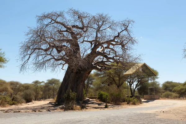 Tarangire National Park Entrance Gate Tanzania Africa Big Baobab Tree — Stock Photo, Image