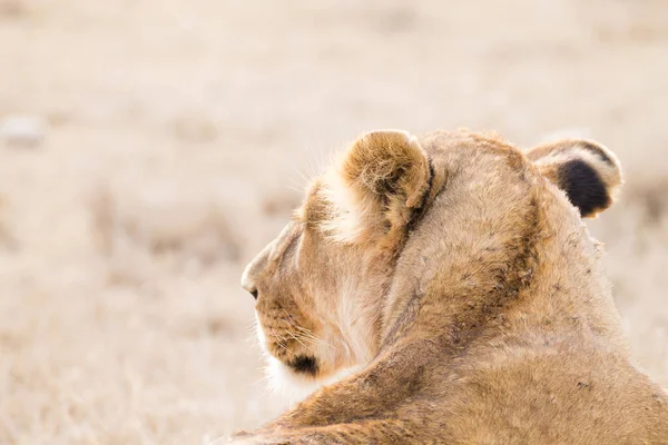 Löwin Aus Nächster Nähe Serengeti Nationalpark Tansania Afrikanische Tierwelt — Stockfoto