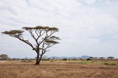 Serengeti Ulusal Parkı manzarası, Tanzanya, Afrika. Afrika Panoraması