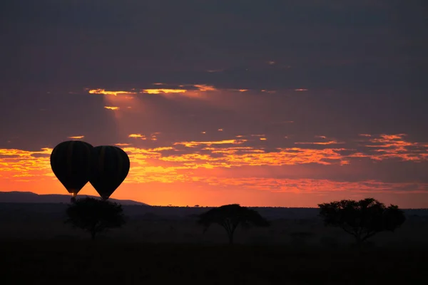 Świt Parku Narodowym Serengeti Tanzania Afryka Balony Ogrzane Powietrze Niebie — Zdjęcie stockowe