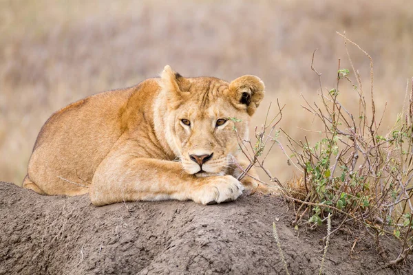 Oroszlán Közeledik Serengeti Nemzeti Park Tanzánia Afrikai Vadvilág — Stock Fotó