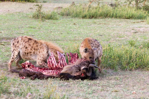 Hyänen Fressen Gnus Serengeti Nationalpark Afrika Afrikanische Tierwelt — Stockfoto