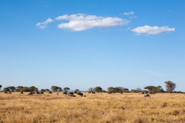 Tarangire Ulusal Parkı Panorama, Tanzanya, Afrika. Afrika safarisi