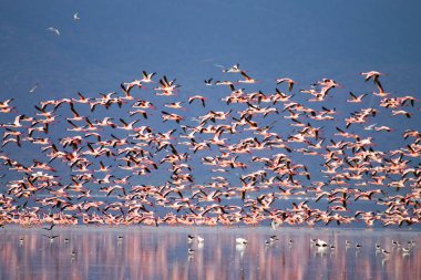 Tanzanya, Manyara Gölü 'nden pembe flamingo sürüsü. Afrika safarisi