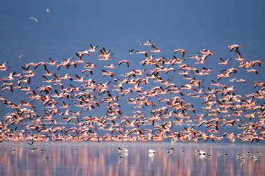 Flock of pink flamingos from Lake Manyara, Tanzania. African safari clipart