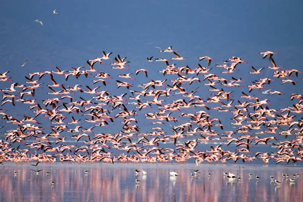 Tanzanya, Manyara Gölü 'nden pembe flamingo sürüsü. Afrika safarisi