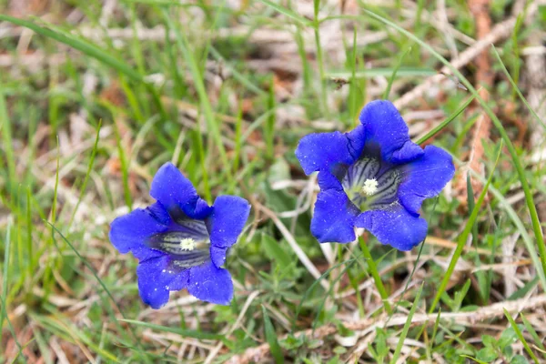 Gentiańskie Kwiaty Zielonej Łące Niebieski Kwiat Szczegółowo Gentiana Acaulis — Zdjęcie stockowe