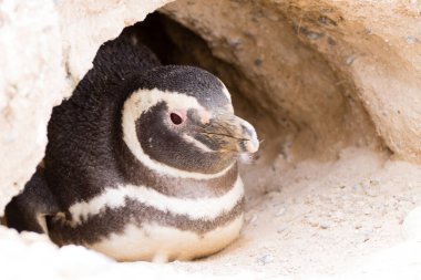 Caleta Valdes penguen kolonisinden Macellan pengueni, Patagonya, Arjantin. Arjantin yaban hayatı