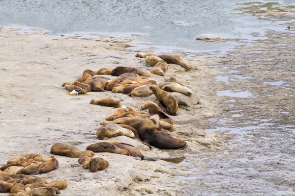 Olifant Zeehonden Caleta Valdes Strand Patagonië Argentinië Argentijnse Fauna — Stockfoto