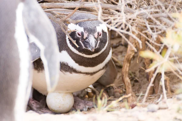 Pinguim Magalhães Incubarem Ovos Punta Tombo Pinguim Colônia Patagônia Argentina — Fotografia de Stock