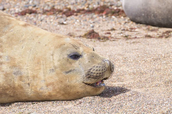 Selo Elefante Praia Perto Patagônia Argentina Praia Isla Escondida Vida — Fotografia de Stock