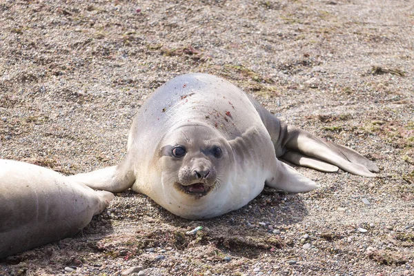 Selo Elefante Praia Perto Patagônia Argentina Praia Isla Escondida Vida — Fotografia de Stock