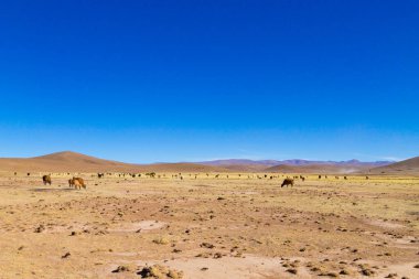 Bolivya Lama 'sı Andean Platosu, Bolivya' da çoğalıyor