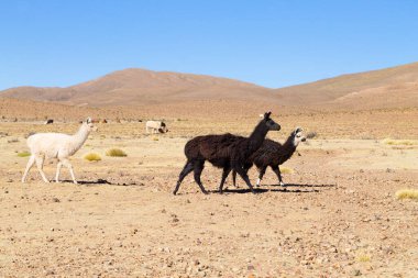 Bolivya Lama 'sı Andean Platosu, Bolivya' da çoğalıyor