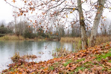 Sonbahar manzarası. Göl kenarındaki kuru yapraklar. Kırsal Panorama