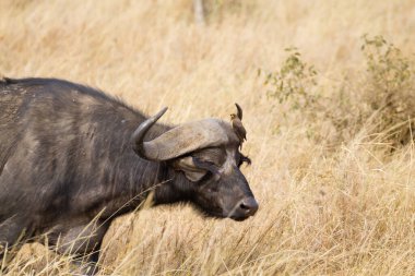 Serengeti Ulusal Parkı 'ndan Cape Buffalo, Tanzanya, Afrika. Afrika vahşi yaşamı