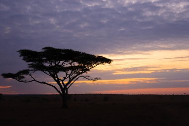 Serengeti Ulusal Parkı, Tanzanya, Afrika 'da şafak vakti. Afrika Panoraması