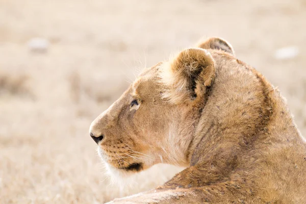 Oroszlán Közeledik Serengeti Nemzeti Park Tanzánia Afrikai Vadvilág — Stock Fotó