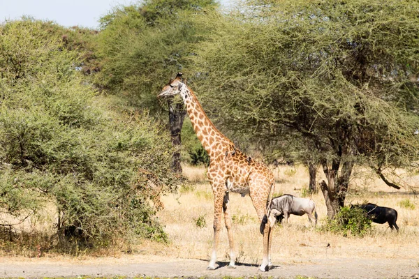 Jirafa Cerca Parque Nacional Tarangire Tanzania África Safari Africano — Foto de Stock