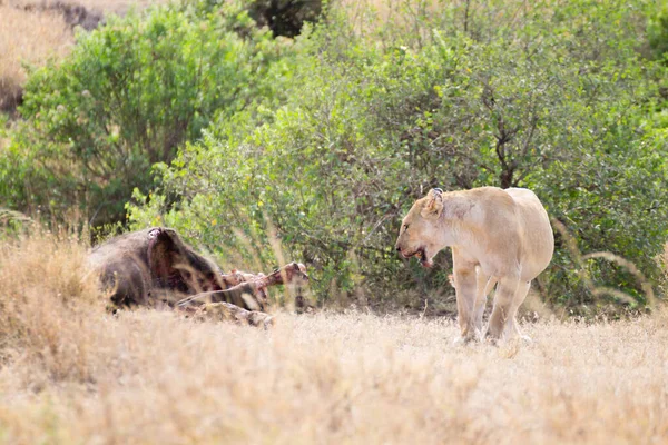 Leona Cerca Parque Nacional Del Serengeti Tanzania Vida Silvestre Africana —  Fotos de Stock