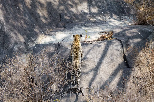 Leopardo Sulla Roccia Parco Nazionale Del Serengeti Tanzania Fauna Selvatica — Foto Stock