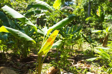 Tanzanya, Zanzibar 'dan Curcuma ekimi. Baharat ekimi. Doğal yiyecek.