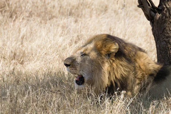 Lion Parc National Serengeti Tanzanie Afrique Faune Africaine — Photo