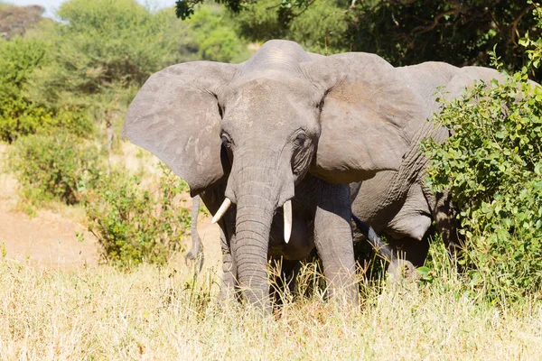 Elephant Close Tarangire National Park Tanzania Africa African Safari — Stock Photo, Image