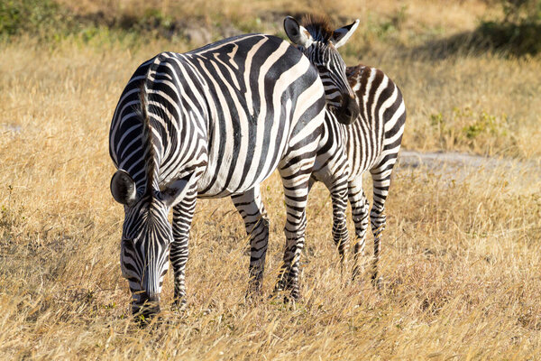 Zebras close up, Tarangire National Park, Tanzania, Africa. African safari.