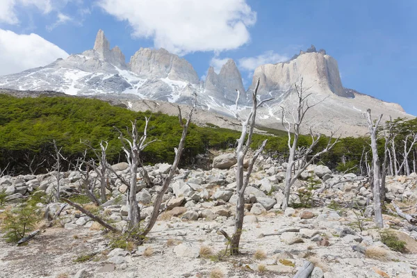 Bois Brûlés Dans Vallée Française Parc National Des Torres Del — Photo