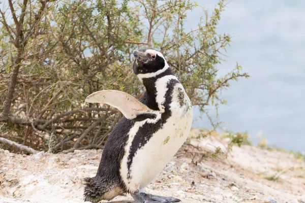 Pinguim Magalhães Colônia Pinguins Caleta Valdes Patagônia Argentina Vida Selvagem — Fotografia de Stock