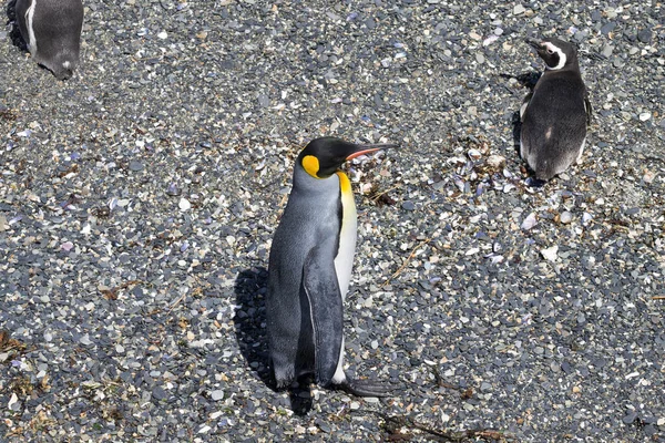 Tučňák Královský Pláži Ostrově Martillo Ushuaia Národní Park Tierra Del — Stock fotografie