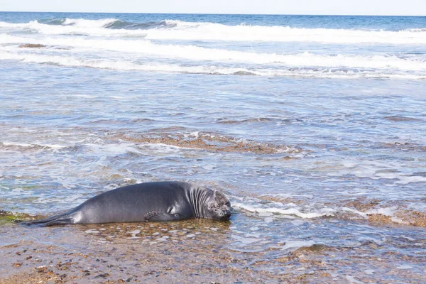 Selo Elefante Praia Perto Patagônia Argentina Praia Isla Escondida Vida — Fotografia de Stock