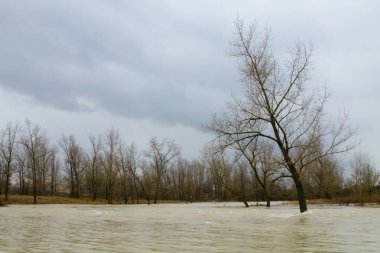 Brenta nehri taşkını. İtalyan kırsal arazisi. Su ve ağaçlar