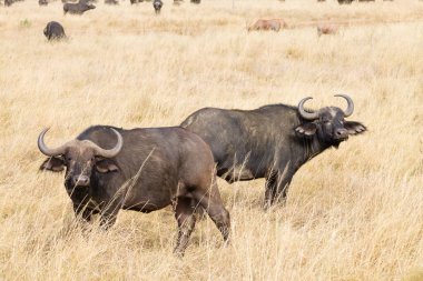 Serengeti Ulusal Parkı 'ndan Cape Buffalo, Tanzanya, Afrika. Afrika vahşi yaşamı